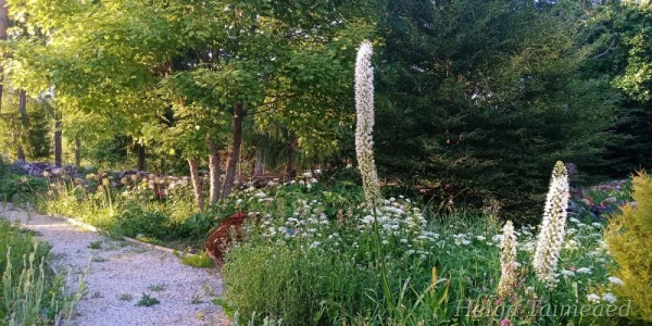 Eremurus  himalaicus