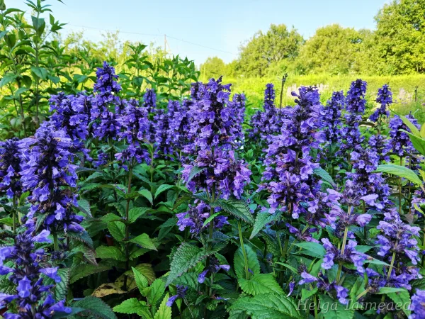 Nepeta kubanica 'Neptune'