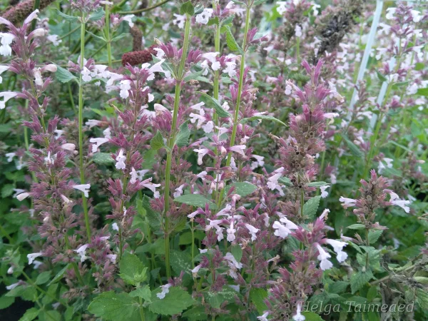 Nepeta grandiflora 'Dawn to Dusk'