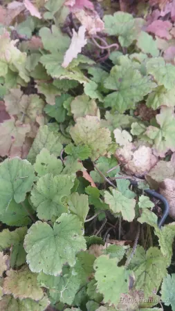 Tiarella cordifolia