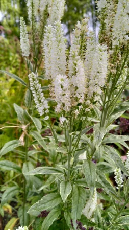 Veronica longifolia 'Charlotte' Вероника длиннолистная