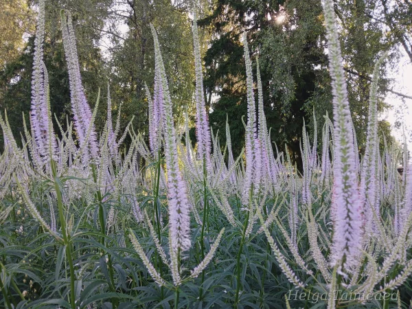Veronicastrum virginicum 'Lavendelturm' Вероника́струм вирги́нский