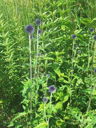 Echinops ritro 'Veitch's Blue'