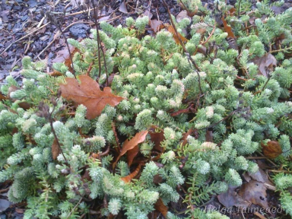 Sedum rupestre 'Cristatum'