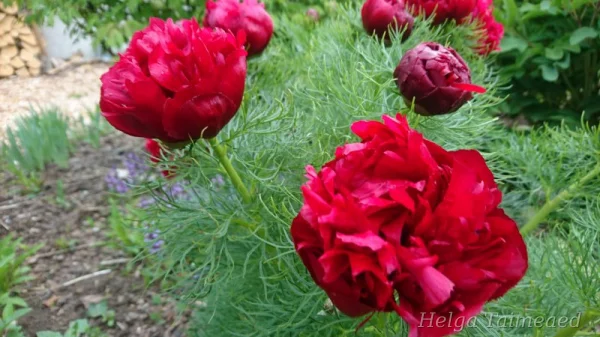 Paeonia tenuifolia 'Rubra Plena'