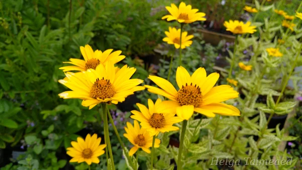 Heliopsis 'Loraine Sunshine' Гелиопсис подсолнечниковидный