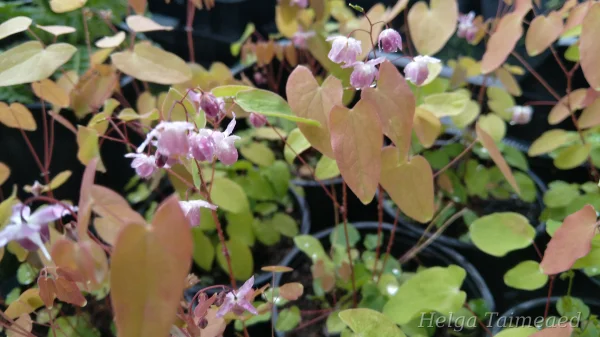 Epimedium ×youngianum ’Roseum’ 