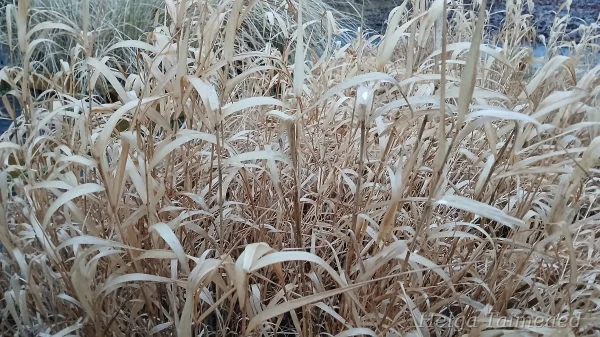 Phalaris arundinacea 'Dwarf Garters' Двукисточник тростниковый