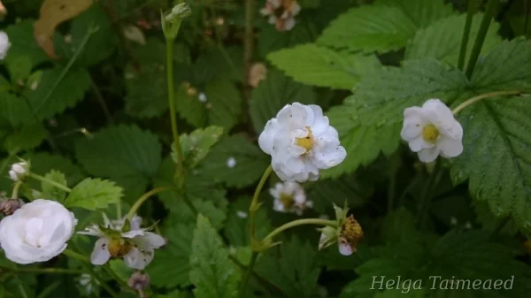 Fragaria vesca 'Flore Plena' Metsmaasikas