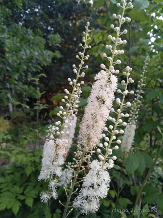 Cimicifuga racemosa