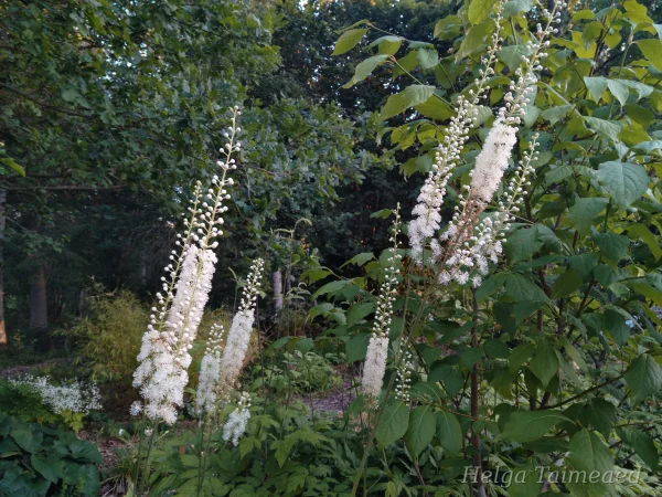 Cimicifuga racemosa kobar-lursslill