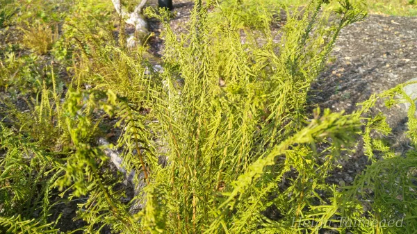 Athyrium filix-femina 'Victoriae' Кочедыжник женский