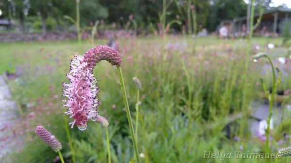Sanguisorba tenuifolia 'Pink Elephant' Ahtalehine punanupp