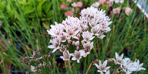 Allium ramosum 'Enno'