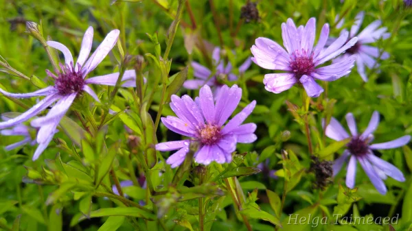 Aster novi-Belgii x cordifolius 'Treffpunkt'