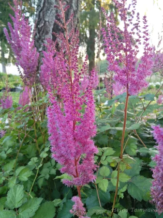 Astilbe chinensis var.taquetii 'Superba'