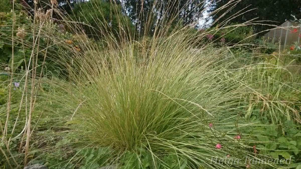 Festuca mairei Atlasnata