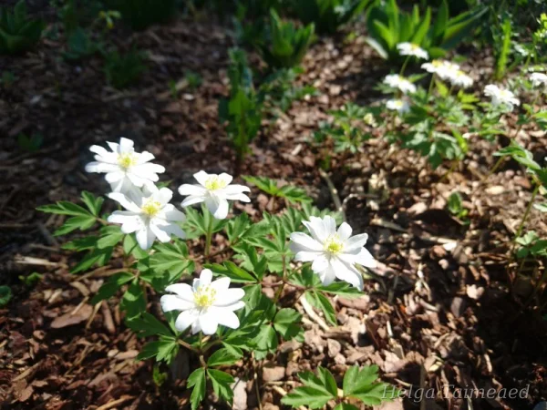 Anemone nemorosa 'Hilda' Ветреница дубравная