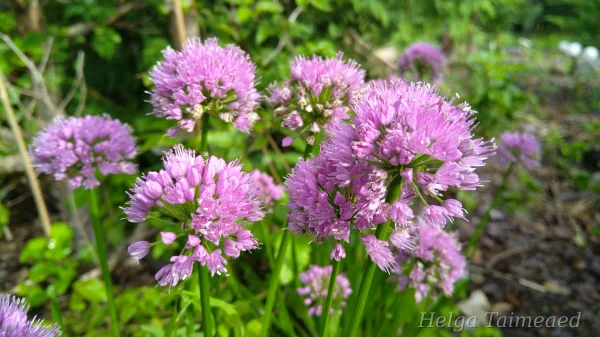Allium senescens 'Millenium'