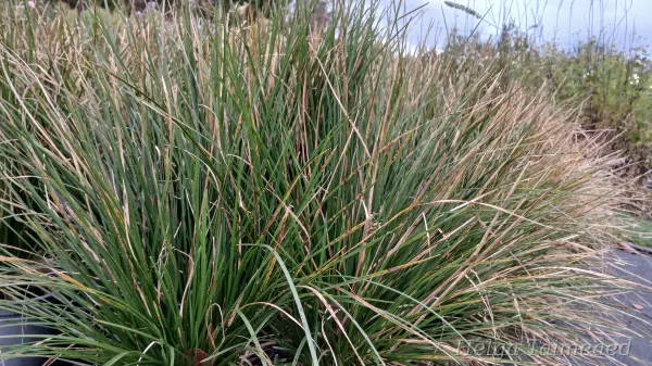 Deschampsia cespitosa 'Waldschrat'