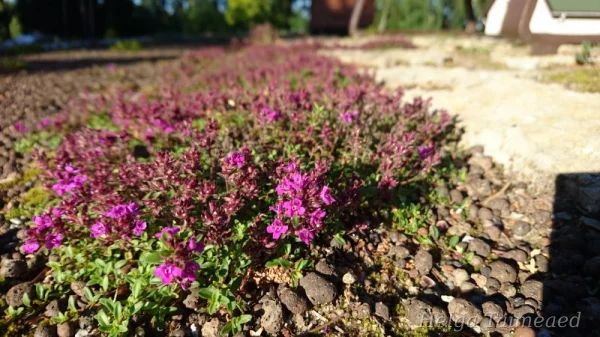 Thymus praecox 'Coccineus'