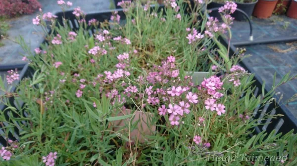 Gypsophila repens 'Rosea Compacta'