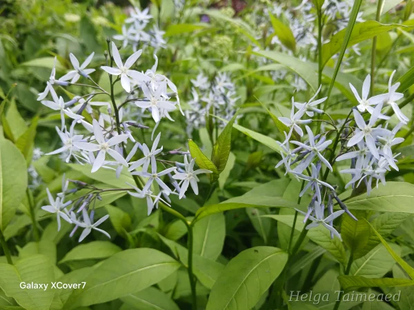 Amsonia tabernaemontana 'Stella Azul'