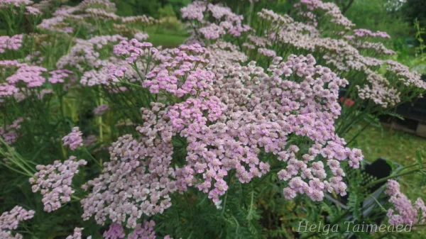 Achillea millefolium lilla mix Тысячелистник обыкновенный