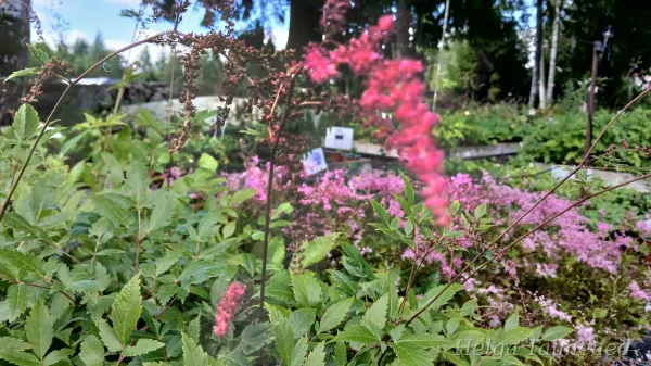 Astilbe thunbergii 'Rote Straußenfeder'