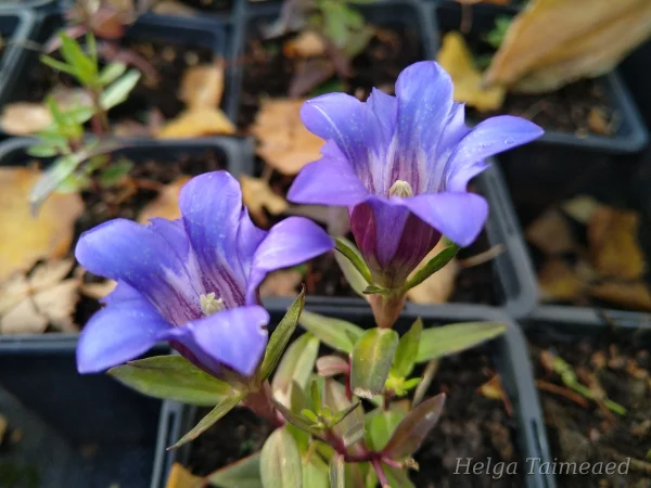 Gentiana scabra 'Blue Power' Горечавка шероховатая