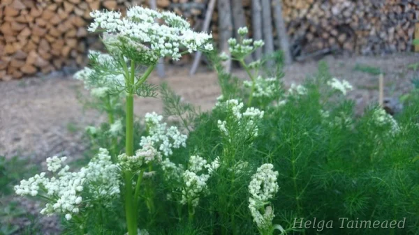 Meum athamanticum Mеума атамантового