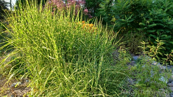 Miscanthus sinensis 'Strictus' Мискантус китайский