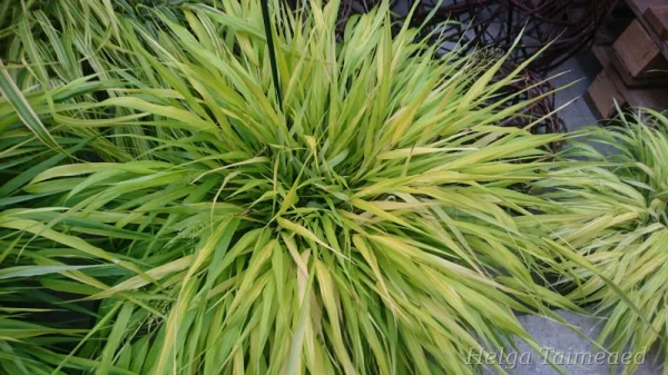 Hakonechloa macra 'All Gold' Hakoneheinä