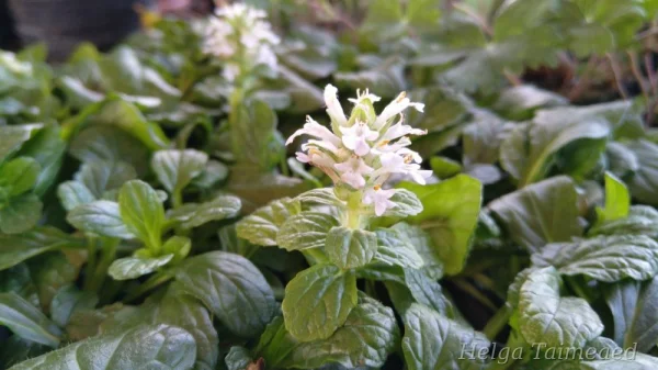 Ajuga reptans 'Alba'