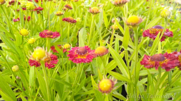 Helenium autumnale 'Siesta' Гелениум осенний