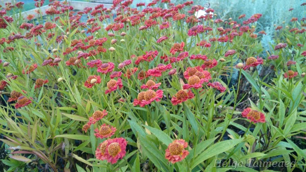 Helenium 'Ranchera'