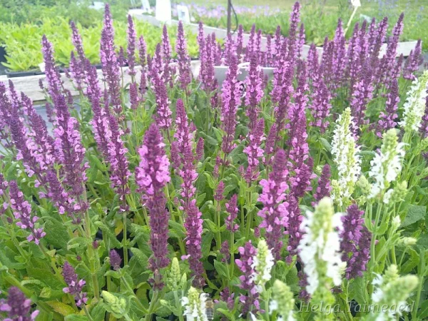 Salvia nemorosa 'Lyrical Rose'