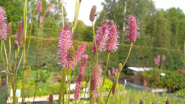 Sanguisorba 'Blackthorn'  Кровохлёбка