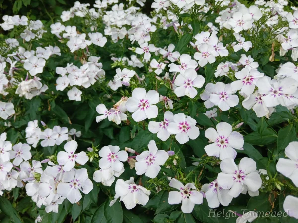 Phlox paniculata 'Flame Light Blue'