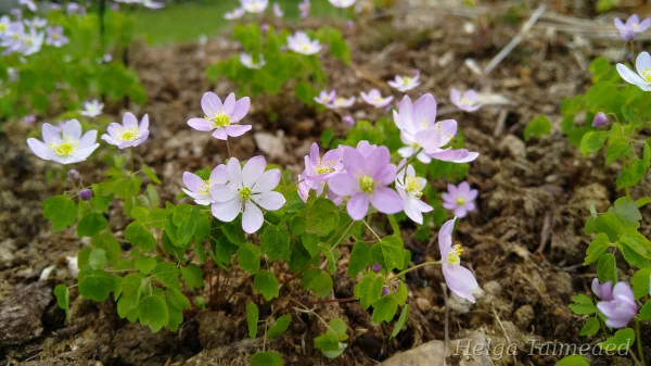 Anemonella thalictroides 'Rosea'