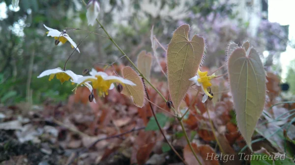 Epimedium 'Mandarin Star'