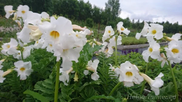 Incarvillea delavayi 'Snow Top' Delavayi inkarvillea