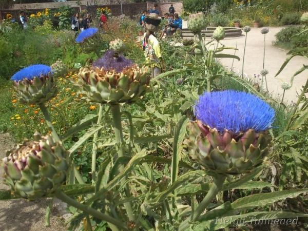 Cynara cardunculus Артишок испанский