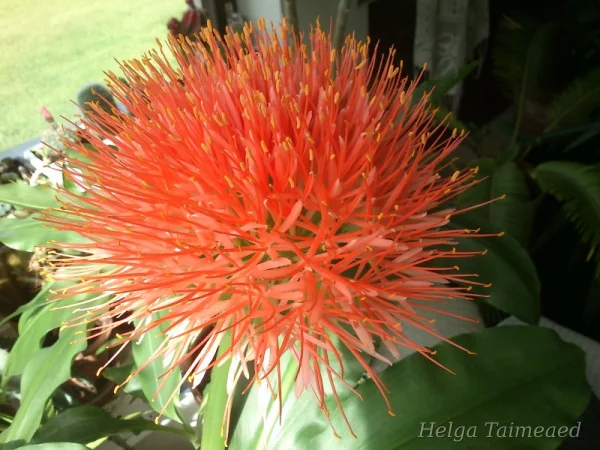 Scadoxus multiflorus subsp. katherinae   Kateriina verilill