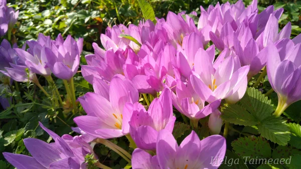 Colchicum autumnale