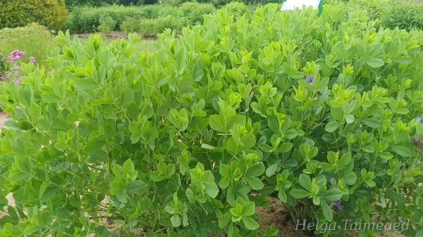 Baptisia australis