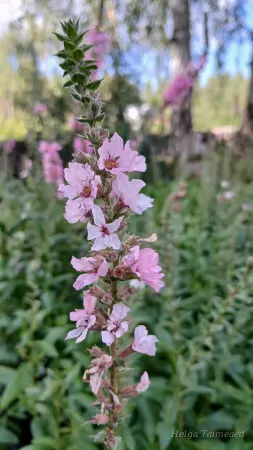 Lythrum salicaria 'Pink Tails' Дербенник иволистный