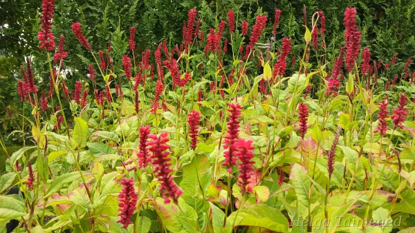 Bistorta amplexicaulis (Persicaria amplexicaulis) 'Fat Domino' Kaelus-ussitatar