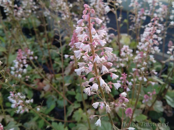 Heucherella 'White Revolution'