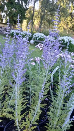 Perovskia atriplicifolia 'Lacy Blue' Перовския лебедолистная